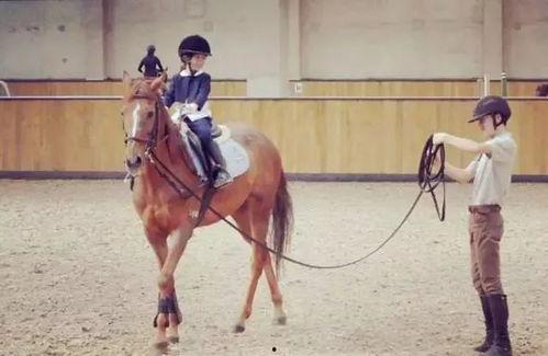 骑马赶驴舞蹈视频原版,探寻传统民间舞蹈的韵味与魅力