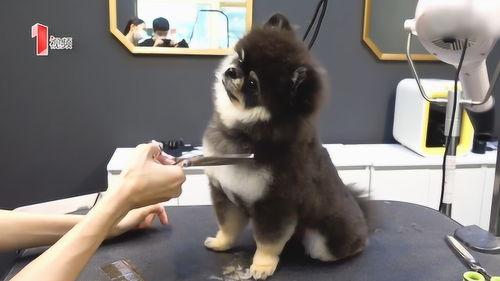 宠物剪毛教程视频,轻松掌握毛发护理技巧