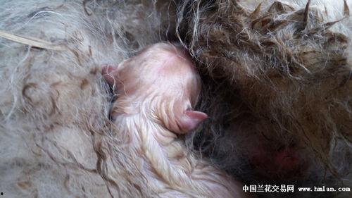 狮子产仔视频